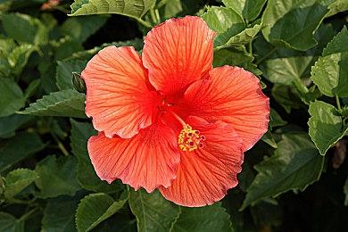 传闻：PS Vita7月20日后不再上新 《俄罗斯地铁狗》或成最后新游